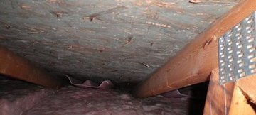 Water Damage And Crawlspace Mold Growth Westchester