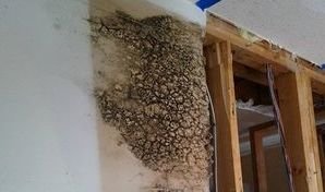 Water Damage Restoration Caused Mold Growth Westchester