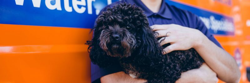 911 Restoration of Westchester Pup
